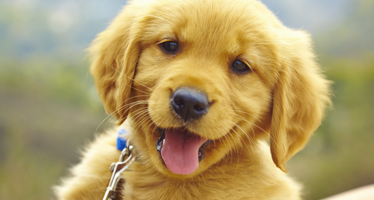 cachorro