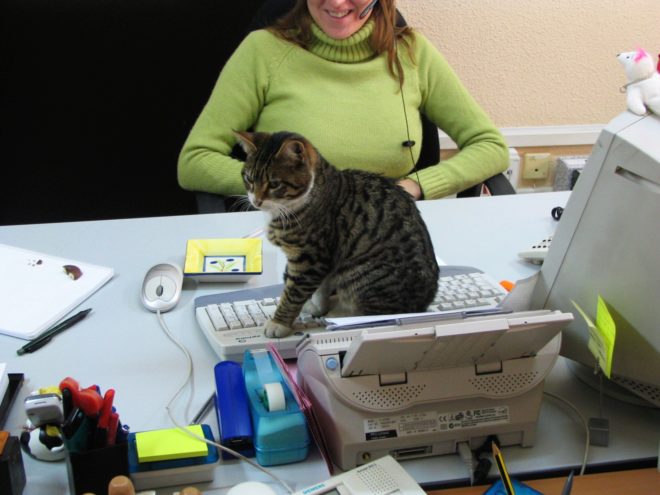 Llevar a tu mascota a la oficina puede reducir los niveles de estrés.