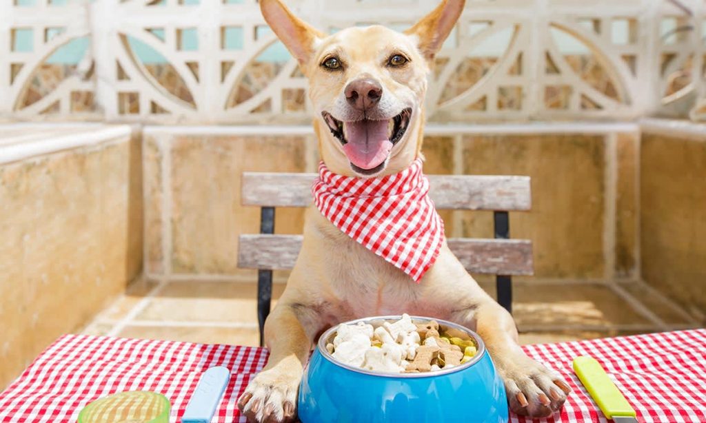 10 Alimentos que son dañinos para tus perros