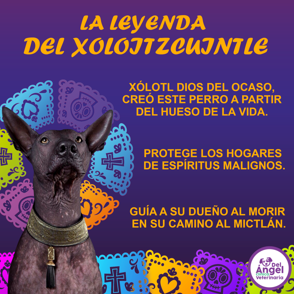 La leyenda del Xoloitzcuintle, el perro azteca.
