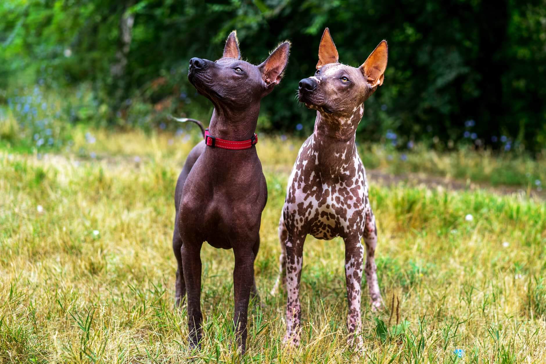 27 De Octubre El Día En Que Nuestros Perritos Nos Visitan Del Más Allá