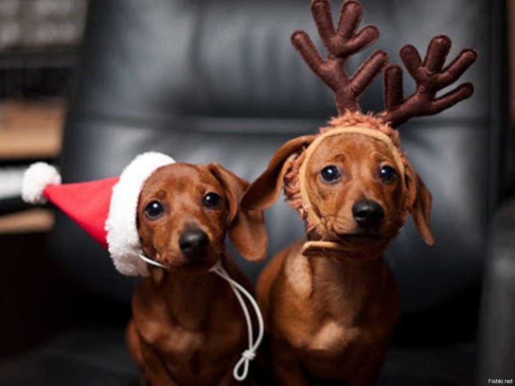 10 Regalos navideños para tu mascota 