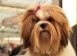 6 Tips para cuidar el pelo de mi perro correctamente