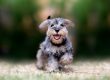 7 datos que no sabias de los Schnauzer
