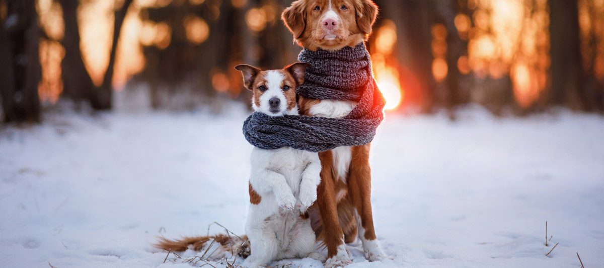 Mi Perro con frío: ¿Cómo saber?