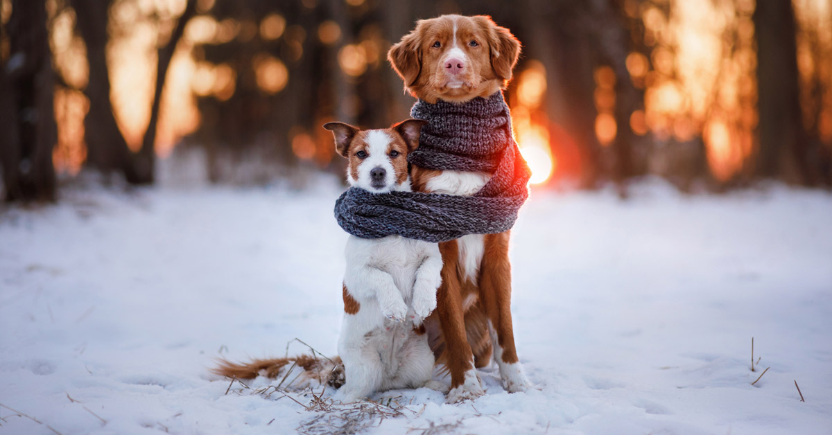 que frio es demasiado frio para los cachorros