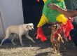 Consejos para cuidar a tus mascotas en estas posadas navideñas 2021