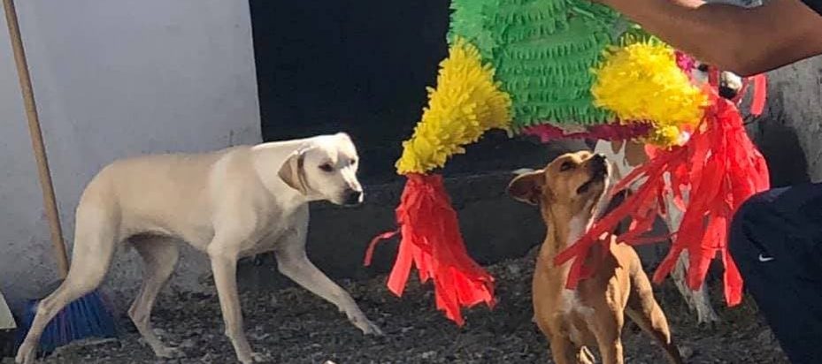 Consejos para cuidar a tus mascotas en estas posadas navideñas 2021