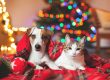 Como cuidar a tu mascota en esta nochebuena y navidad 2021