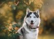 7 razas de perros tranquilas para tener en casa